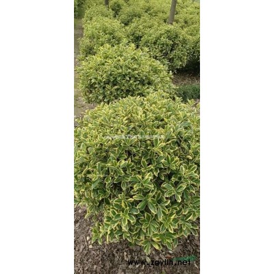 浙江慈溪供應 三角楓