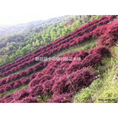 苦丁茶米徑18公分大葉冬青苦丁茶地徑20公分