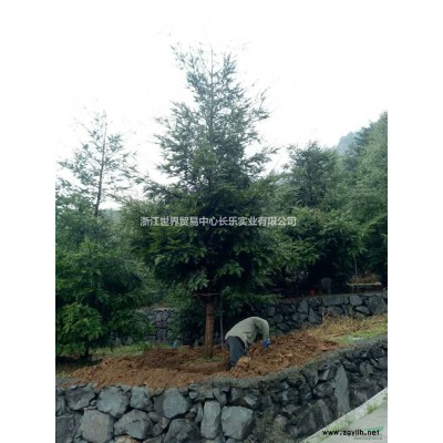 供應浙江楠精品苗5-18cm