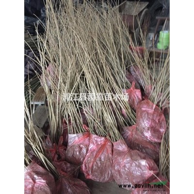 供應(yīng)垂枝櫻花，八重紅枝垂