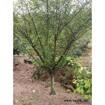 大冠幅櫻花/精品櫻花報價