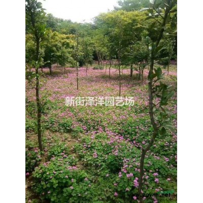 浙江地區(qū)供應2~8公分三角楓