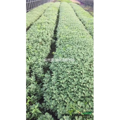 批發供應法國冬青（青珊瑚）、蕭山法國冬青種植基地