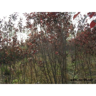 精品桂花管200金桂700元