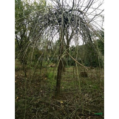 海棠垂絲2--12公分