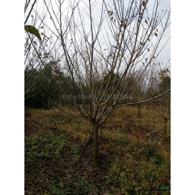 天下*高的紅楓【1---10公分】大量