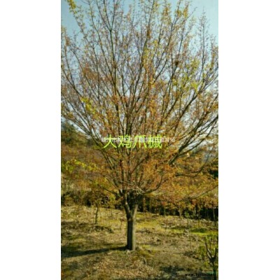 2018年浙江染井吉野櫻新報(bào)價(jià)