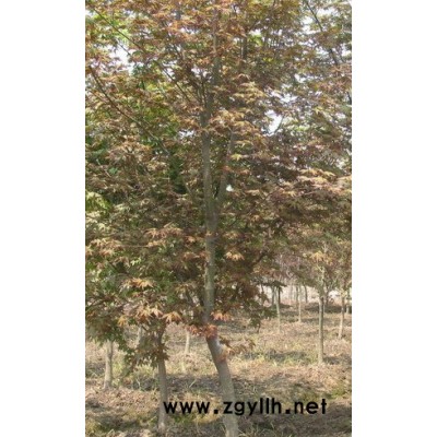 浙江嵊州供2一12日本紅楓，2一15美國(guó)紅楓，2一8公分黃槐