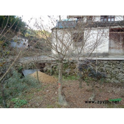 4--5公分垂絲海棠