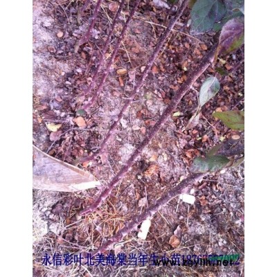 出售美國紅葉紫薇、紅火剪、紅火球紫薇
