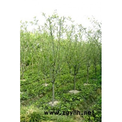 大小規(guī)格高桿桂花基地