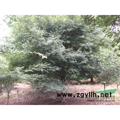 赤楓（珊瑚閣）3-8公分