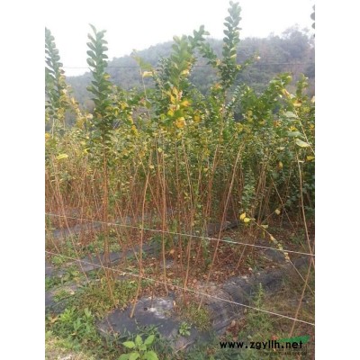 漸江省嵊州市金庭鎮(zhèn)上塢村嫁接苗基地大量供應(yīng)金枝槐.紅梅.花桃