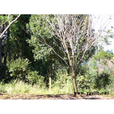 海棠垂絲2--12公分；桂花1-5米冠；紅葉李3--15公分