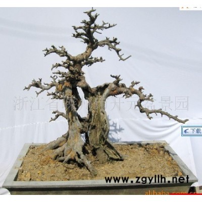 綠化造型羅漢松