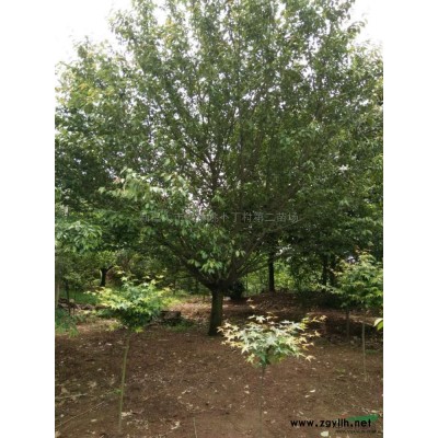 1--20公分【紅楓；桂花；櫻花；海棠；紅葉李；紅梅等】