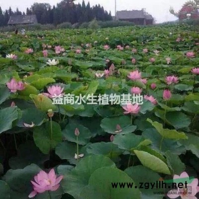 全年出售荷花，睡蓮