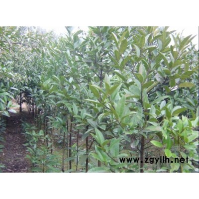 大葉冬青、苦丁茶