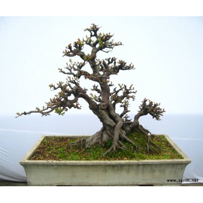 榆樹 榆樹盆景 景觀大樹 造型景觀樹