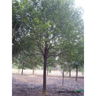 紅果冬青：10-18公分（直生，移栽）紅果冬青樹形好行情看好