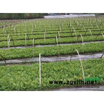 日本紅楓小苗、紅梅小苗