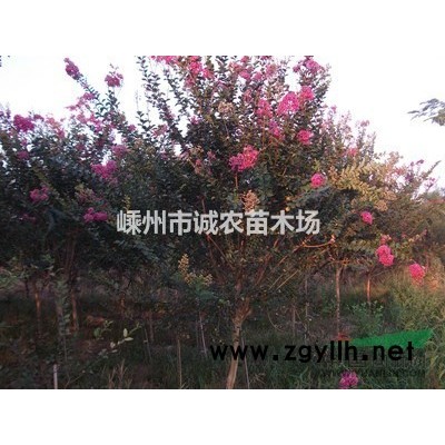 黃金楓小苗、紅楓小苗、赤楓小苗。