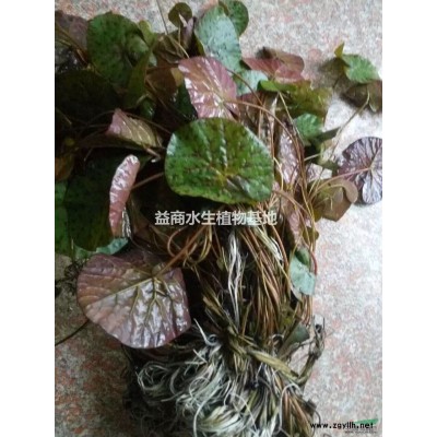 銅錢草，圓幣草，元幣草