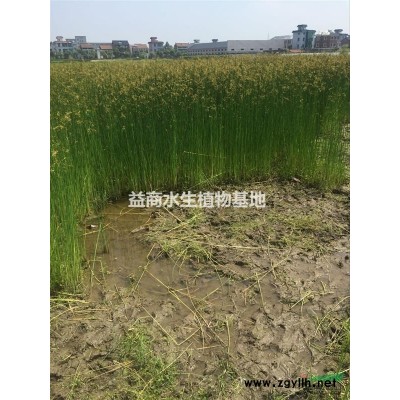 黃菖蒲黃花鳶尾杭州黃花鳶尾杭州黃菖蒲水生鳶尾