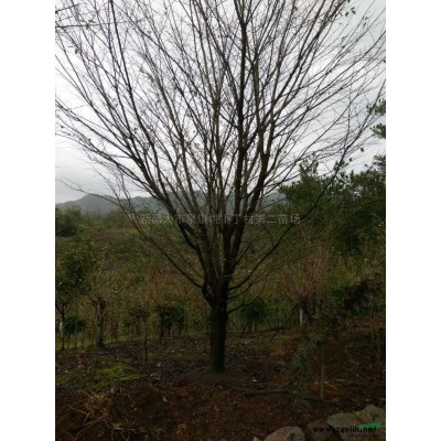 供應(yīng)紅楓；櫻花；海棠；桂花；等苗木