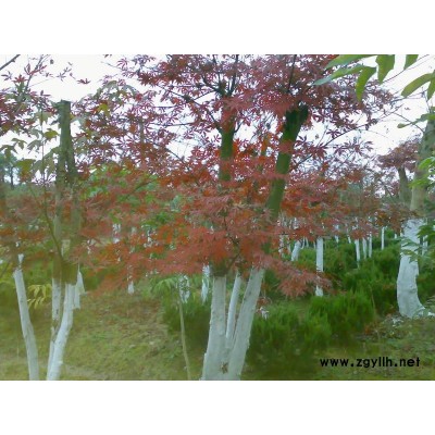 4-20公分垂絲海棠、櫻花、紅楓