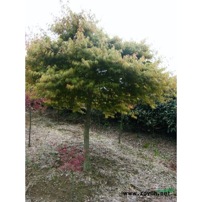 供應紅玉蘭，黃玉蘭，白玉蘭