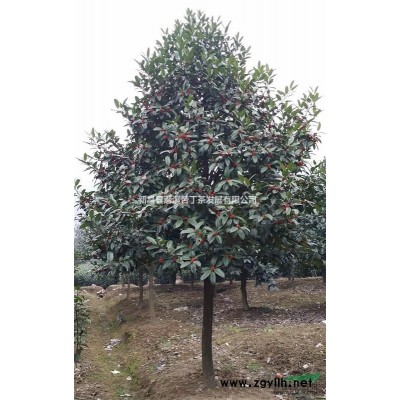 苦丁茶 大葉冬青 苦丁茶樹 苦丁茶苗木（移栽苗，可開發票）