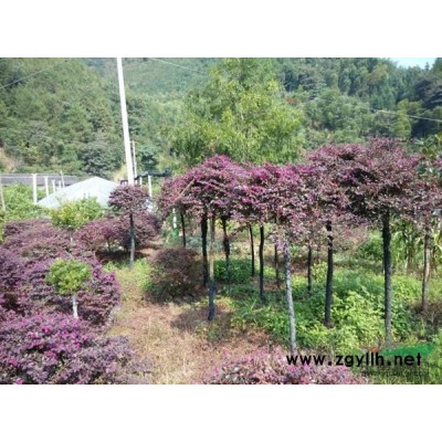 紅花繼木（高桿1.5米以上球，低桿1米左右.1.5米以上球）