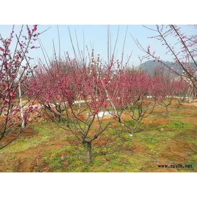 長興紅梅基地：供應(yīng)原生,嫁接紅梅,紅梅古樁，（3-30公分）