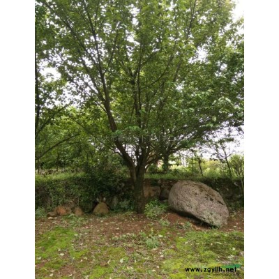 3--15公分紅葉李