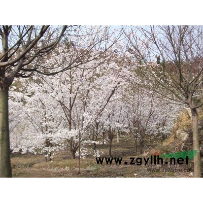 大量供應2-20公分垂絲海棠、櫻花