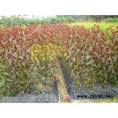 紅玉蘭圖片\紅玉蘭報(bào)價(jià)