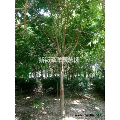 浙江地區(qū)供應8~25公分珊瑚樸