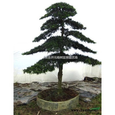 小榆根盆景 榆樹盆景 景觀盆景