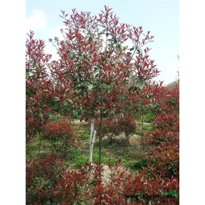 大葉女貞：大葉女貞價格，供應(yīng)12公分精品大葉女貞市場行情好