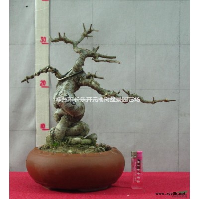 供應樹樁盆景 精品榆樹老樁盆景