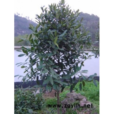 大葉冬青（迪士尼3年苗）