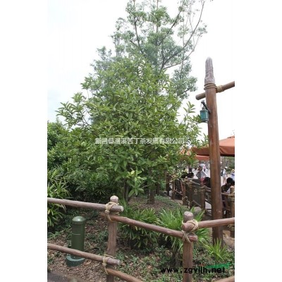 大葉冬青苦丁茶苗木