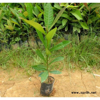 浙江供應(yīng)紅玉蘭2規(guī)格*