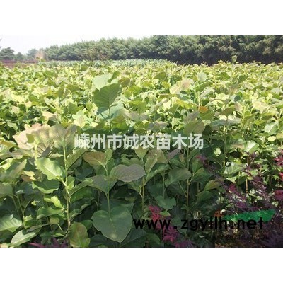 大量供應2-20公分櫻花