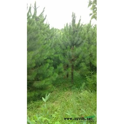 供應優質薄殼山核桃嫁接苗、實生苗