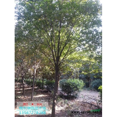 三角楓：三角楓價格供應(yīng)10-12公分三角楓（精品）市場行情好
