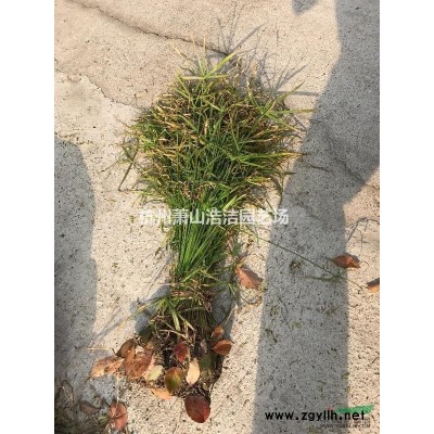 大葉黃楊-蕭山色塊苗種植基地、苗圃直銷、量大！