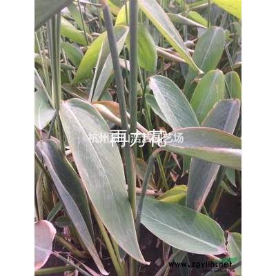 供應金邊黃楊色塊苗，金邊黃楊柱子