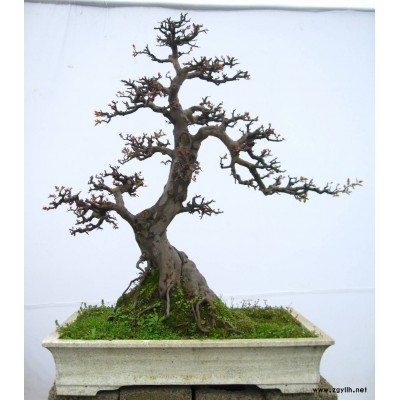 榆樁盆景
